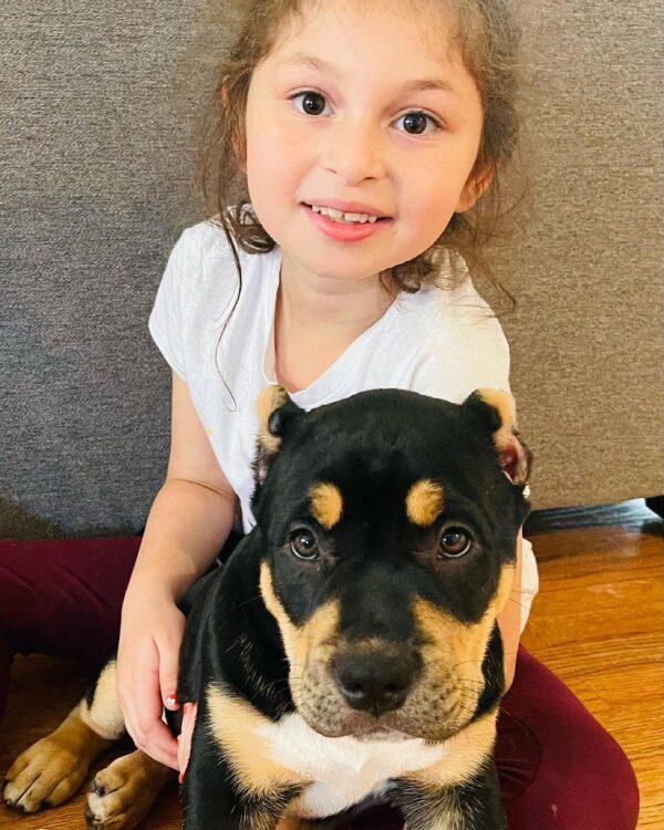 🐾 Rafi – Starke & liebevolle XL American Bully-Hündin sucht ihr Zuhause! 🐶💪❤️ - Image 3