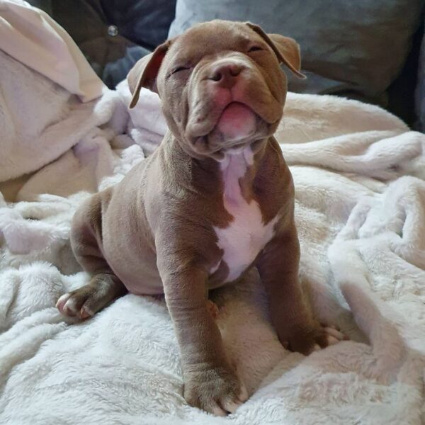 🐾 Harmony – Kleine & starke Pocket Bully-Hündin sucht ihr Zuhause! 🐶💪❤️ - Image 2