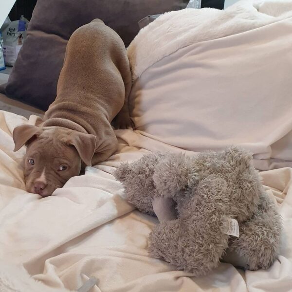 🐾 Harmony – Kleine & starke Pocket Bully-Hündin sucht ihr Zuhause! 🐶💪❤️ - Image 4