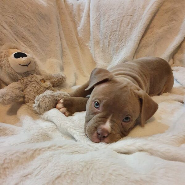 🐾 Harmony – Kleine & starke Pocket Bully-Hündin sucht ihr Zuhause! 🐶💪❤️ - Image 5