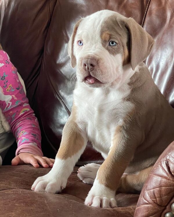 🐾 Brudy – Kraftvoller & treuer American Bully-Rüde sucht sein Zuhause! 🐶💪❤️ - Image 4