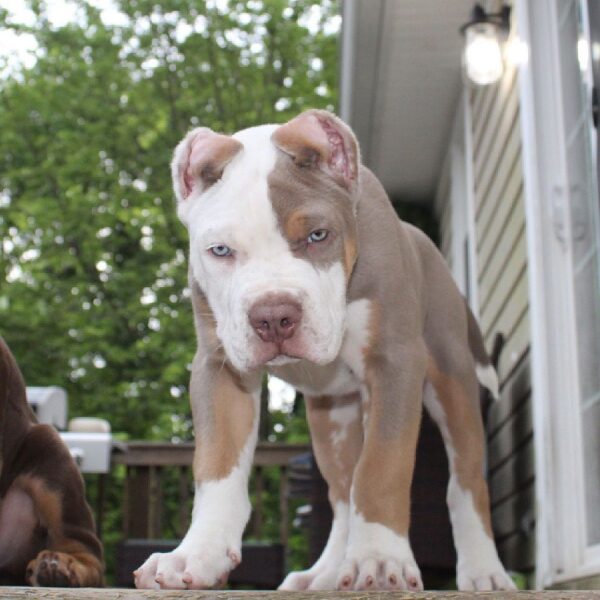 🐾 Buddy – Kraftvoller & loyaler XL American Bully-Rüde sucht sein Zuhause! 🐶💪❤️ - Image 3