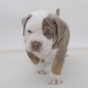 🐾 Brudy – Kraftvoller & treuer American Bully-Rüde sucht sein Zuhause! 🐶💪❤️