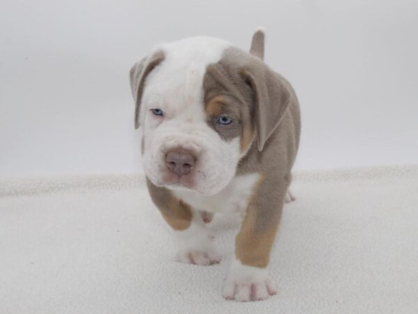 🐾 Brudy – Kraftvoller & treuer American Bully-Rüde sucht sein Zuhause! 🐶💪❤️