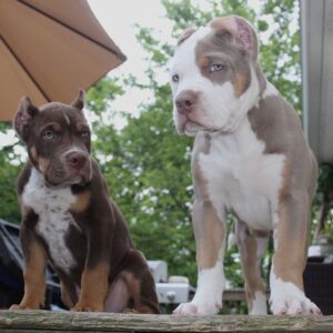 🐾 Buddy – Kraftvoller & loyaler XL American Bully-Rüde sucht sein Zuhause! 🐶💪❤️