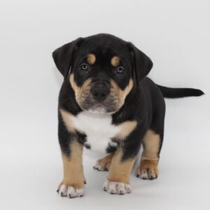 🐾 Raven – Starke & liebevolle American Bully-Hündin sucht ihr Zuhause! 🐶💪❤️