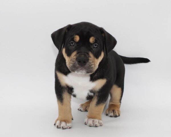 🐾 Raven – Starke & liebevolle American Bully-Hündin sucht ihr Zuhause! 🐶💪❤️