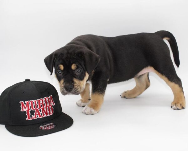 🐾 Raven – Starke & liebevolle American Bully-Hündin sucht ihr Zuhause! 🐶💪❤️ - Image 3