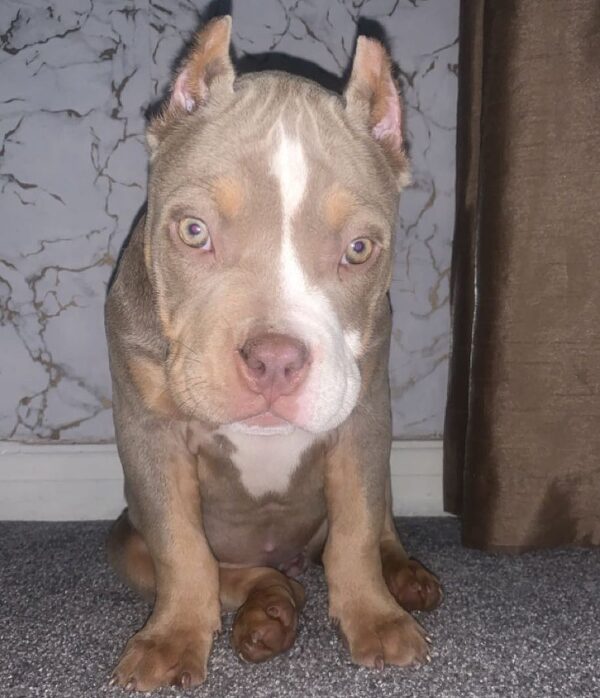 🐾 Nyla – Kleine & kräftige Pocket Bully-Hündin sucht ihr Zuhause! 🐶💪❤️ - Image 5
