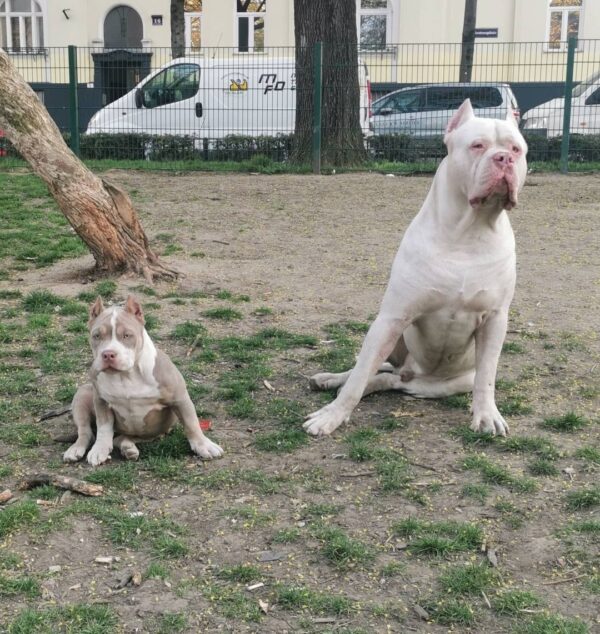 🐾 Shiva – Kraftvolle & liebevolle XL American Bully-Hündin sucht ihr Zuhause! 🐶💪❤️ - Image 4