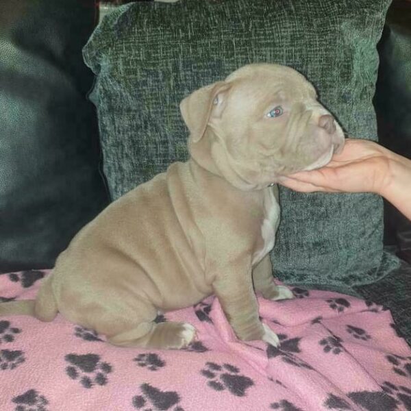 🐾 Dutchess – Kraftvoller & charmanter Pocket Bully-Rüde sucht sein Zuhause! 🐶💪❤️ - Image 5