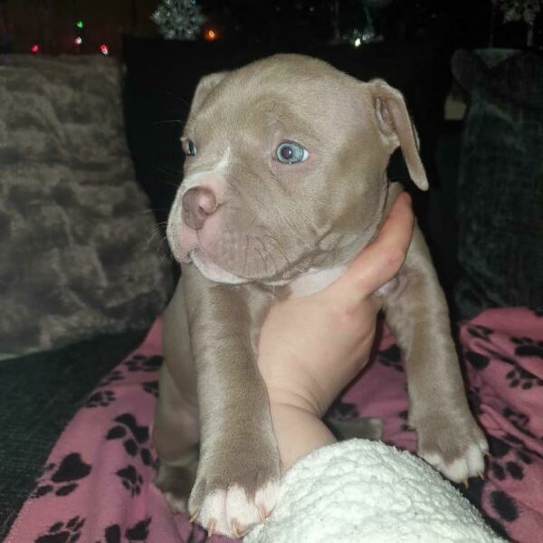 🐾 Harmony – Kleine & starke Pocket Bully-Hündin sucht ihr Zuhause! 🐶💪❤️ - Image 6