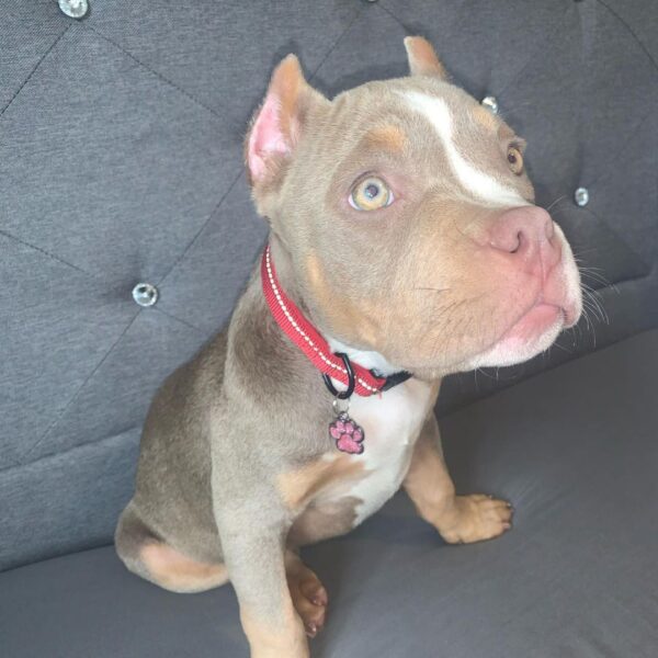 🐾 Nyla – Kleine & kräftige Pocket Bully-Hündin sucht ihr Zuhause! 🐶💪❤️ - Image 4