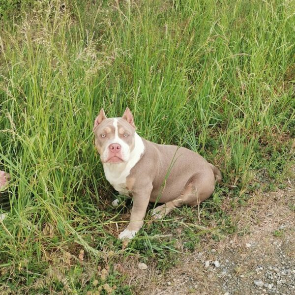 🐾 Shiva – Kraftvolle & liebevolle XL American Bully-Hündin sucht ihr Zuhause! 🐶💪❤️