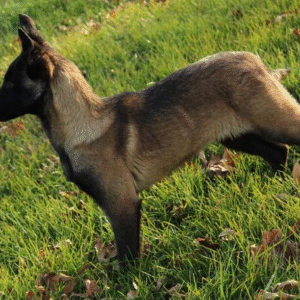 🐾 Freedom – Intelligenter & treuer Malinois-Rüde sucht sein perfektes Zuhause! 🐕‍🦺💥❤️