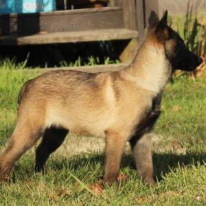 🐾 Jama – Clevere & liebevolle Malinois-Hündin sucht ein aktives Zuhause! 🐕‍🦺💛