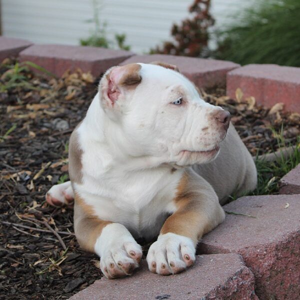 🐾 Buddy – Kraftvoller & loyaler XL American Bully-Rüde sucht sein Zuhause! 🐶💪❤️ - Image 4