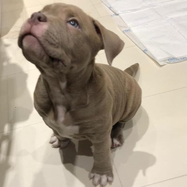 🐾 Dutchess – Kraftvoller & charmanter Pocket Bully-Rüde sucht sein Zuhause! 🐶💪❤️ - Image 3