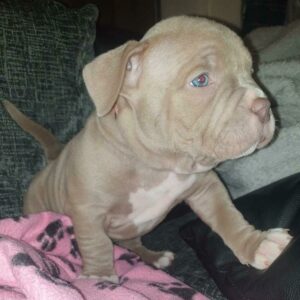 🐾 Dutchess – Kraftvoller & charmanter Pocket Bully-Rüde sucht sein Zuhause! 🐶💪❤️