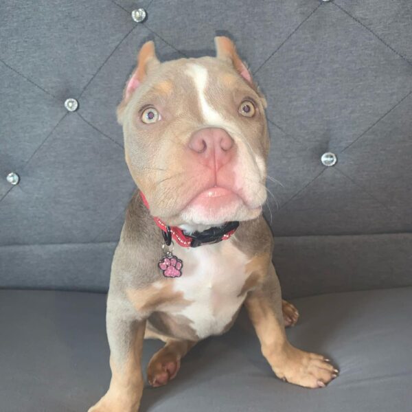 🐾 Nyla – Kleine & kräftige Pocket Bully-Hündin sucht ihr Zuhause! 🐶💪❤️ - Image 3