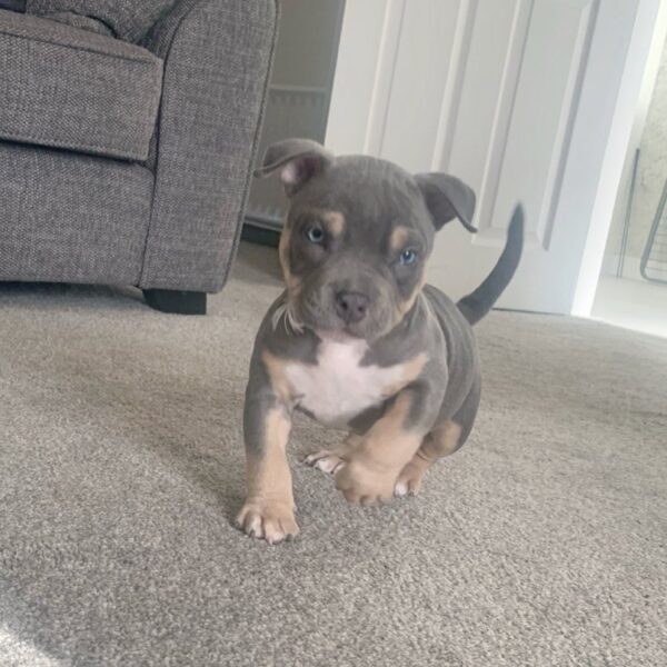 🐾 Frank – Kraftvoller & loyaler XL Bully-Rüde sucht sein Zuhause! 🐶💪❤️ - Image 4