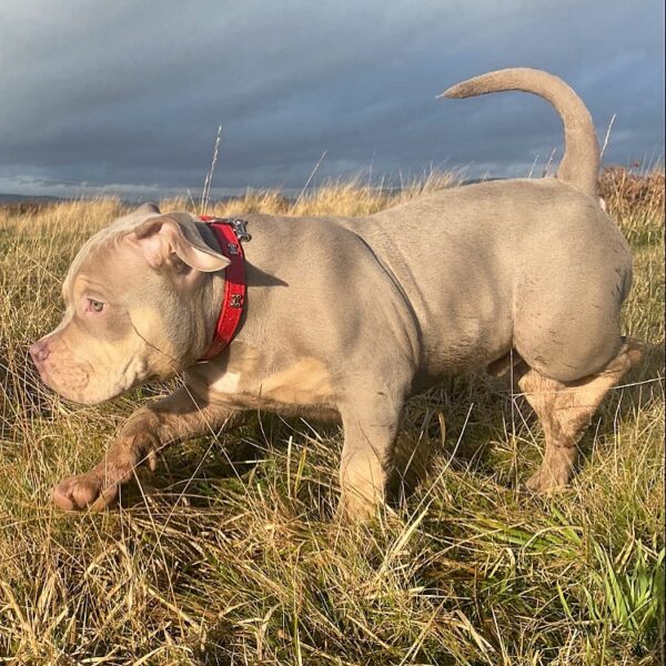 🐾 Pablo – Kraftvoller & treuer XL Bully-Rüde sucht sein Zuhause! 🐶💪❤️ - Image 2