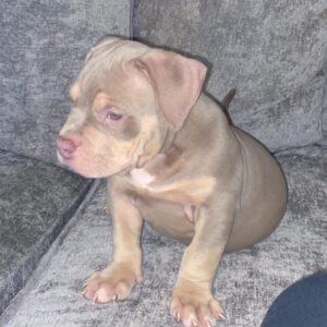 🐾 Pablo – Kraftvoller & treuer XL Bully-Rüde sucht sein Zuhause! 🐶💪❤️