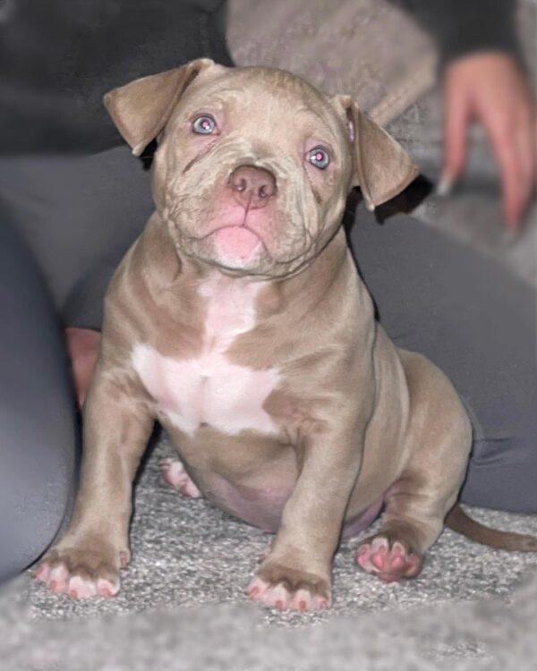 🐾 Zella – Kraftvolle & liebevolle XL Bully-Hündin sucht ihr Zuhause! 🐶💪❤️ - Image 2