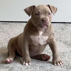 🐾 Zella – Kraftvolle & liebevolle XL Bully-Hündin sucht ihr Zuhause! 🐶💪❤️