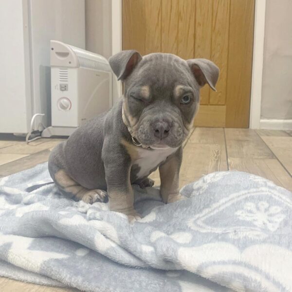 🐾 Frank – Kraftvoller & loyaler XL Bully-Rüde sucht sein Zuhause! 🐶💪❤️ - Image 3