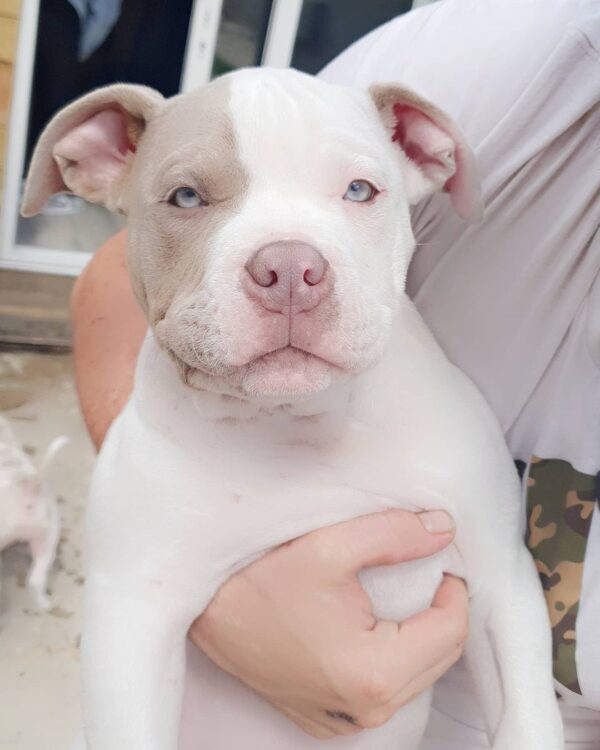 🐾 George – Kraftvoller & treuer XL Bully-Rüde sucht sein Zuhause! 🐶💪❤️