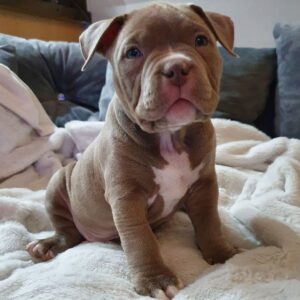 🐾 Harmony – Kleine & starke Pocket Bully-Hündin sucht ihr Zuhause! 🐶💪❤️