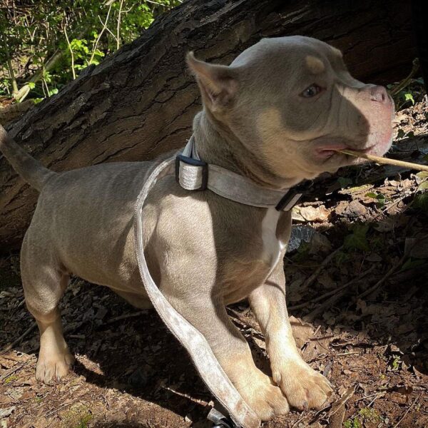 🐾 Lyla – Kraftvolle & liebevolle XL Bully-Hündin sucht ihr Zuhause! 🐶💪❤️ - Image 2