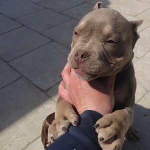 🐾 Lyla – Kraftvolle & liebevolle XL Bully-Hündin sucht ihr Zuhause! 🐶💪❤️