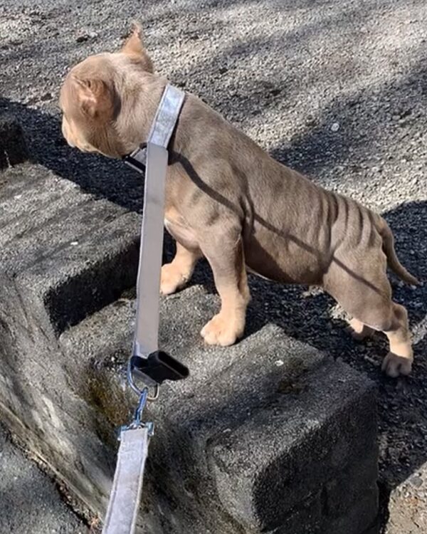 🐾 Lyla – Kraftvolle & liebevolle XL Bully-Hündin sucht ihr Zuhause! 🐶💪❤️ - Image 4
