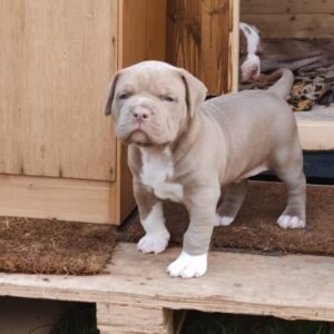🐾 Max – Kraftvoller & treuer XL American Bully-Rüde sucht sein Zuhause! 🐶💪❤️
