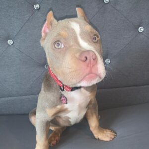 🐾 Nyla – Kleine & kräftige Pocket Bully-Hündin sucht ihr Zuhause! 🐶💪❤️