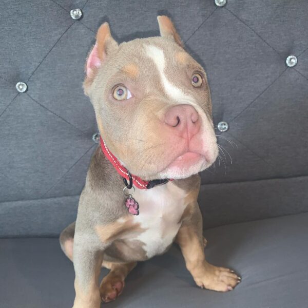🐾 Nyla – Kleine & kräftige Pocket Bully-Hündin sucht ihr Zuhause! 🐶💪❤️