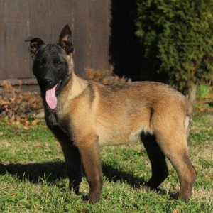 🐾 Timber – Intelligenter & treuer Malinois-Rüde mit großem Herz! 🐕🔥