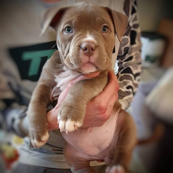 🐾 Harmony – Kleine & starke Pocket Bully-Hündin sucht ihr Zuhause! 🐶💪❤️ - Image 3