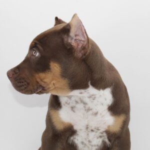 🐾 Leo – Starker & treuer American Bully-Rüde sucht sein Zuhause! 🐶💪❤️