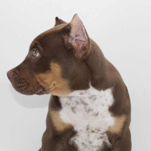 🐾 Leo – Starker & treuer American Bully-Rüde sucht sein Zuhause! 🐶💪❤️