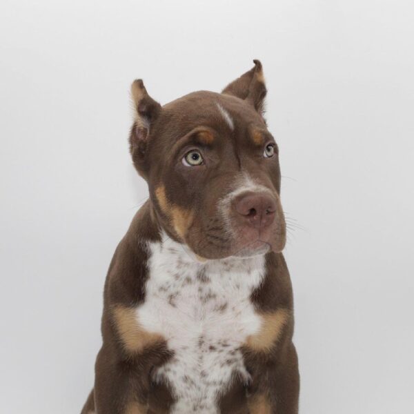 🐾 Leo – Starker & treuer American Bully-Rüde sucht sein Zuhause! 🐶💪❤️ - Image 4