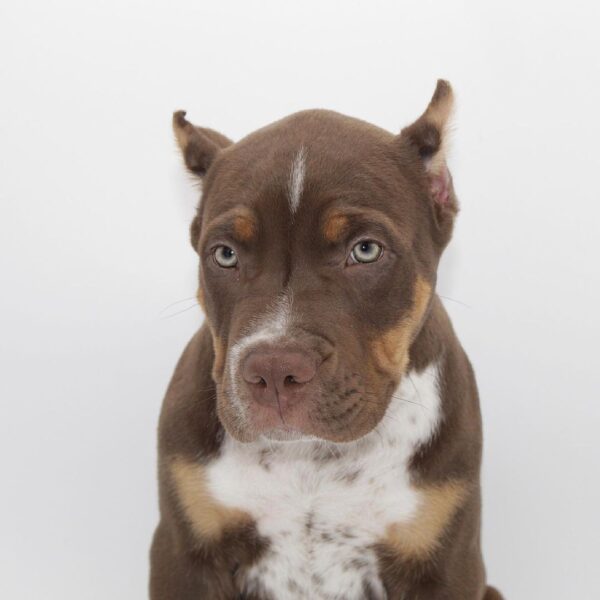 🐾 Leo – Starker & treuer American Bully-Rüde sucht sein Zuhause! 🐶💪❤️ - Image 3